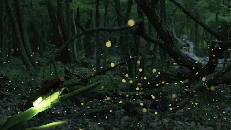 A new study on Indian fireflies reveals surprising variations in their bioluminescent signals A new study on Indian fireflies reveals surprising variations in their bioluminescent signals