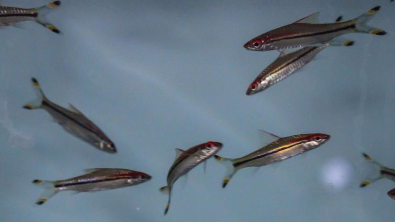 Photo credit: Pritha Kundu Fish school by intrinsic randomness reveals a new study by researchers at IISc