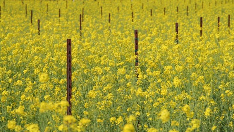 Tracing the footsteps of aphids to save India’s mustard crops Tracing the footsteps of aphids to save India’s mustard crops