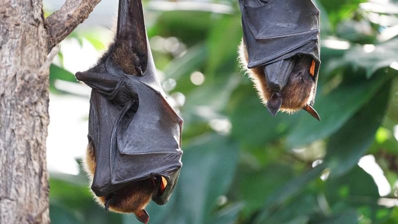 This image is representative Whodunnit? A watchlist of bats that can spread Nipah in India