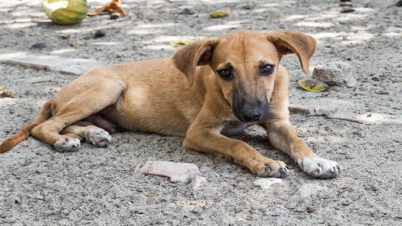 Image Credits: Pixabay No silver bullet: Animal Birth Control for India’s dogs is ridden with challenges