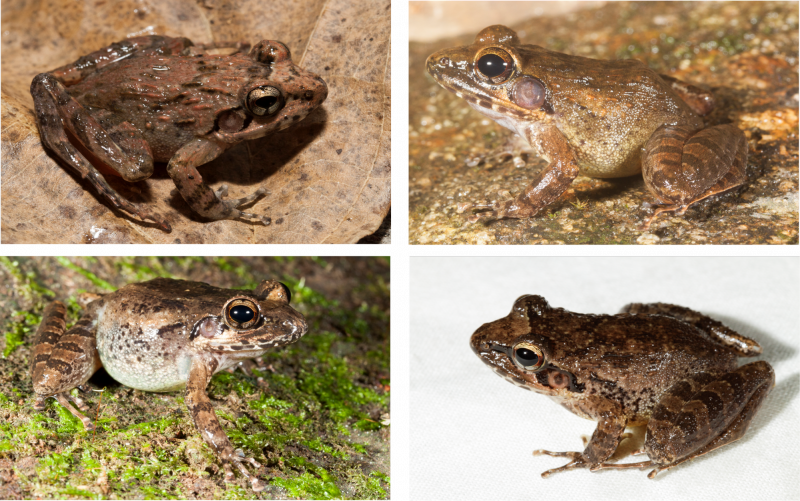 Some cryptic species of frogs in the Western Ghats Unravelling cryptic frogs of Western Ghats
