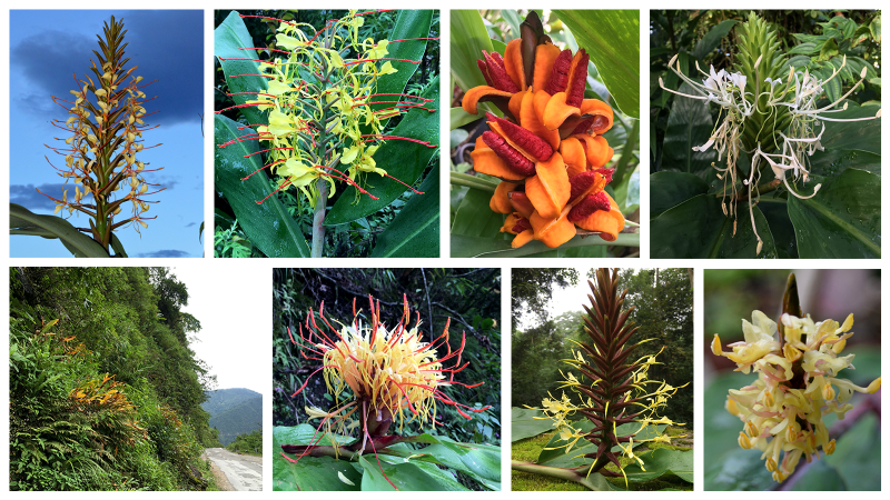 Himalayan uplift caused diversity in ginger lily plants Photographs of some of the Hedychium spp. Picture Credits: (C) Ajith Ashokan, TrEE Lab