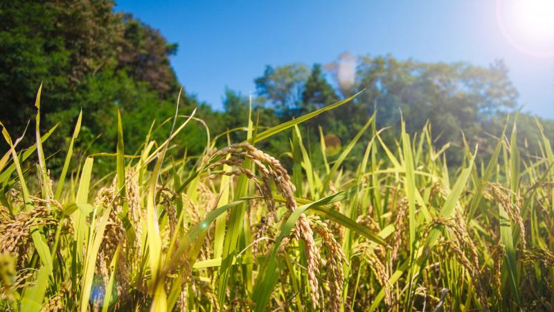 Luckily, the rice lost it! Tiny RNA lost during domestication created robust rice varieties, shows study.