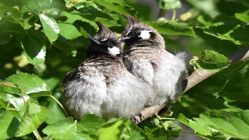 In the Himalaya, forests converted into farmlands might be beneficial for winter birds