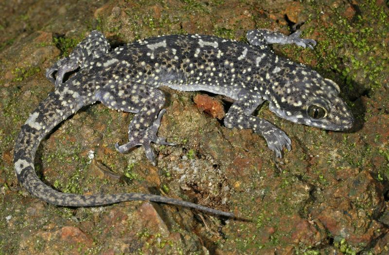 Hemidactylus paaragowli | Image Credits: Saunak Pal Hemidactylus paaragowli | Image Credits: Saunak Pal