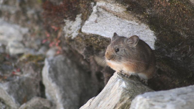 Himalayan Pika | Image credits- Dr. Sabuj Bhattacharyya Seeing climate change through the eyes of the Pikas