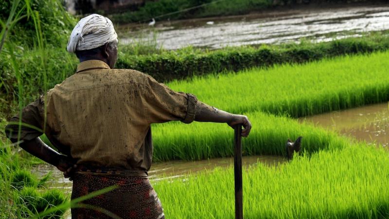Combating impact of climate change on Agriculture: How farmers can help Researchers from Biodiversity International and collaborators from Norway, Nicaragua, Italy, Ethiopia, Costa Rica, Honduras, Germany, and India have described how participation of farmers as citizen scientists can help to address this challenge.
