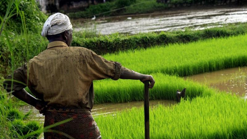 Study shows that climate impacts from rice cultivation are large but can be reduced drastically Study shows that climate impacts from rice cultivation are large but can be reduced drastically