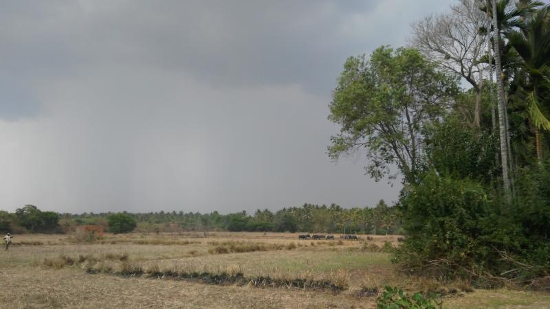 A farmland. Credits - Ramya Badrinath Friendly neighbours? Study shows crop yield increases when biodiverse environments surround farms