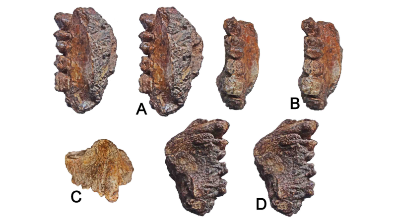 Image: Right maxilla preserving Canine-M2 by Ansuya Bhandari et al. (Nov. 2018), PLoS ONE 13(11) Image: Right maxilla preserving Canine-M2 by Ansuya Bhandari et al. (Nov. 2018), PLoS ONE 13(11)