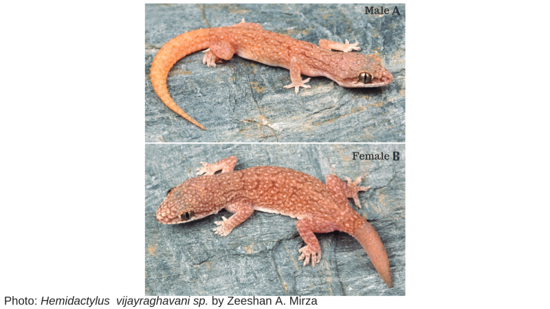 Photo: Hemidactylus vijayraghavani sp. by Zeeshan A. Mirza