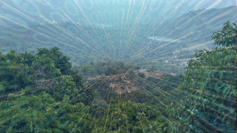 Here’s how machine learning could help in choosing the best policy for forest management Here’s how machine learning could help in choosing the best policy for forest management