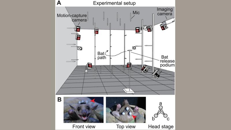 Photo : http://journals.plos.org/plosbiology/article/figure?id=10.1371/journal.pbio.2003148.g001 Photo : http://journals.plos.org/plosbiology/article/figure?id=10.1371/journal.pbio.2003148.g001