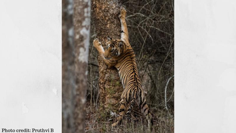 Not just numbers, DNA holds the key in tiger conservation