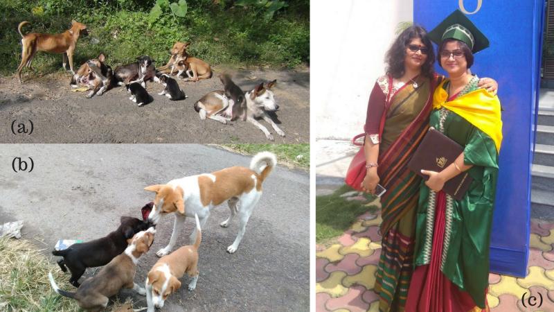 Pictures: Dr Manabi Paul and Prof Anindita Bhadra (a) a dog family that was part of this research (b) a male dog (putative father) playing with pups (c) The researchers: Dr Manabi Paul and Prof Anindita Bhadra Pictures: Dr Manabi Paul and Prof Anindita Bhadra (a) a dog family that was part of this research (b) a male dog (putative father) playing with pups (c) The researchers: Dr Manabi Paul and Prof Anindita Bhadra