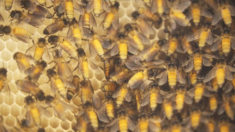 Toxic pollutants in the air are taking the toll on pollinating insects