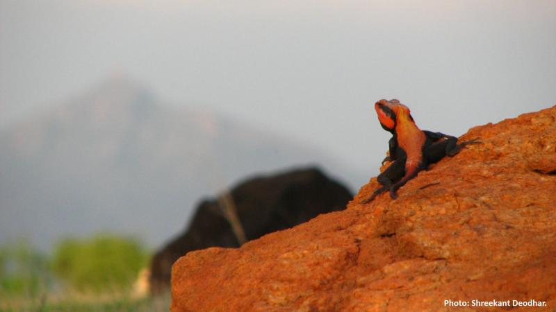 Photo: Shreekant Deodhar
