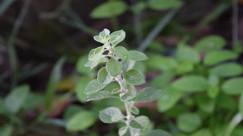 Aerva lanata From Kerala. Credits - Ranjith Siji, Wikimedia Commons, CC-BY-SA 4.0 Combating hidden hunger with indigenous foods