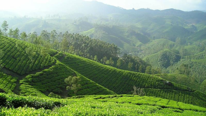 அருகிவரும் புல்வெளிக்காடுகள்