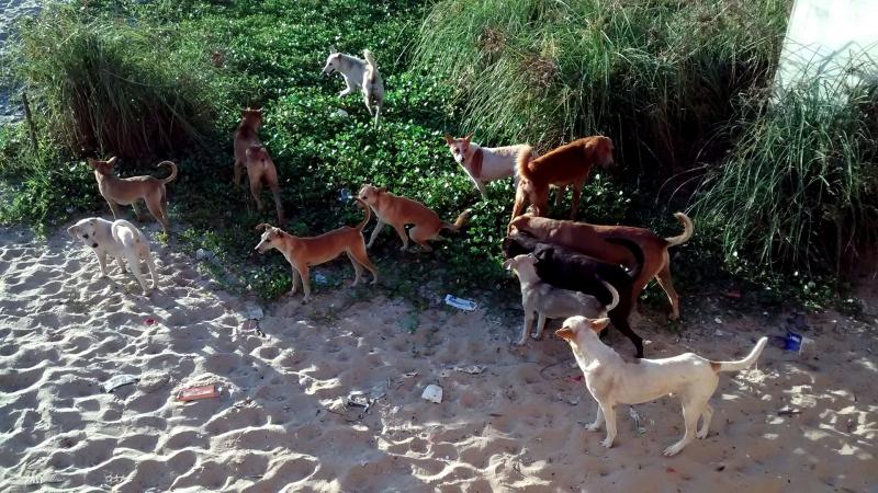 Image by Kottakalnet, via Wikimedia Commons, under CC-BY-SA 4.0 Numbers mean strength, in a dog’s world too