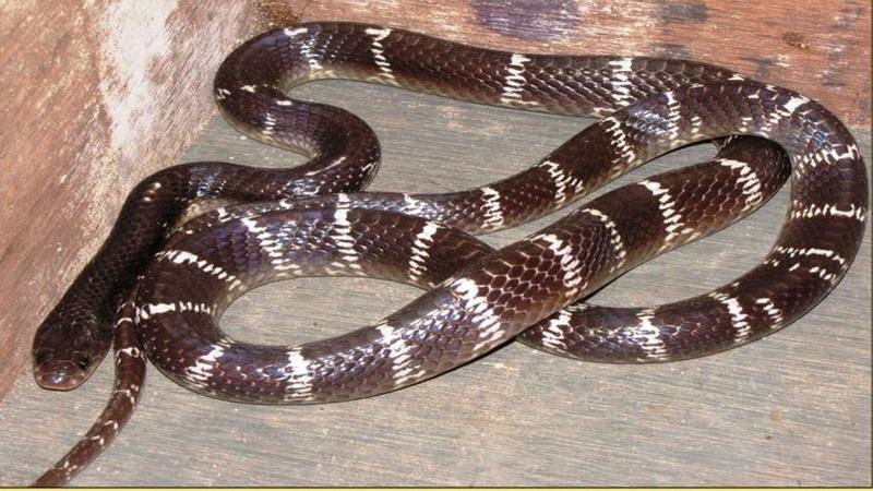 Indian Krait (Bungarus caeruleus) | Image credits - Jayendra Chiplunkar, under CC BY-SA 3.0 Researchers design a synthetic antivenom to treat snake bites from the Indian krait