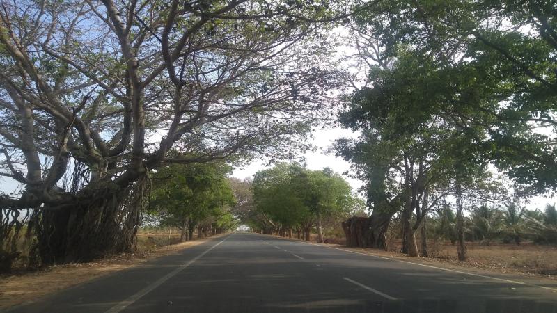 A highway in Tumkur district, Karnataka, India. Image - Ramya Badrinath On a search for tough trees for rough Indian roads