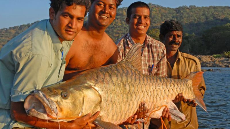 The hump-backed mahseer. Image Credits: John Bailey.
