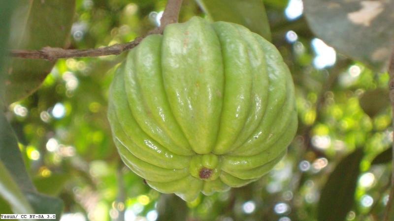 Photo: Vssun/ CC BY-SA 3.0 ಗಿಡಮೂಲಿಕೆ ಔಷಧಿಗಳ ವ್ಯಾಪಾರಕ್ಕಿದೆ ಮೌಲ್ಯಮಾಪನದ ಅವಶ್ಯಕತೆ | ರಿಸರ್ಚ್ ಮಾಟ್ಟರ್ಸ್