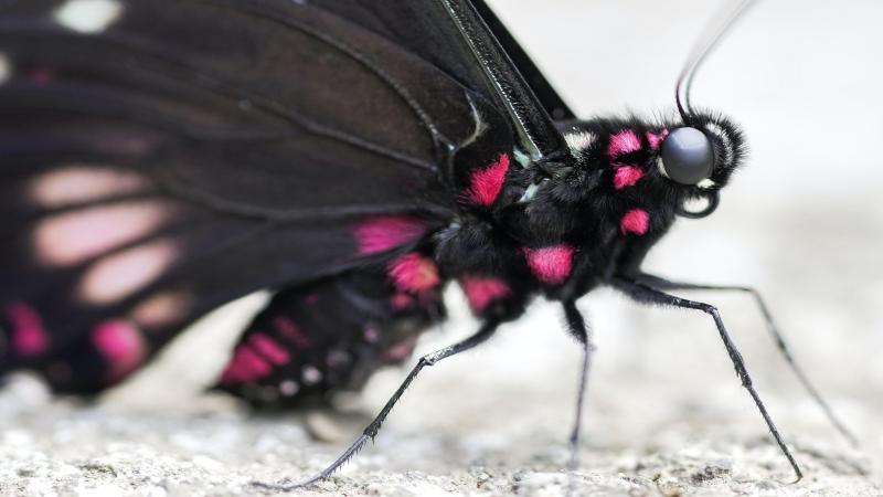 Image by Jeremy Zero via Unsplash Butterflies and moths look at the world differently: Blame it on evolution