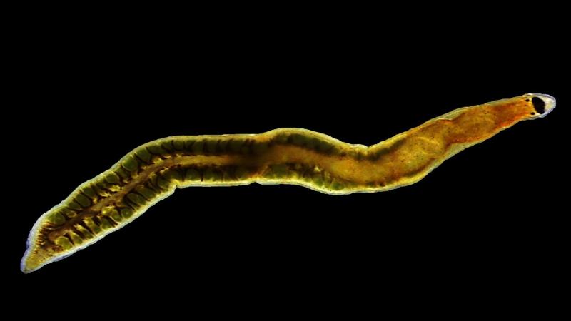 Researchers discover a new species of ribbon worm from Chennai’s Kovalam beach