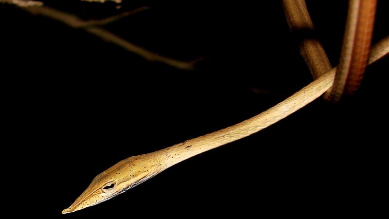 Image: A. laudankia Credit: Pratyush P Mohapatra Word on the Vine: New species of vine snake discovered in India