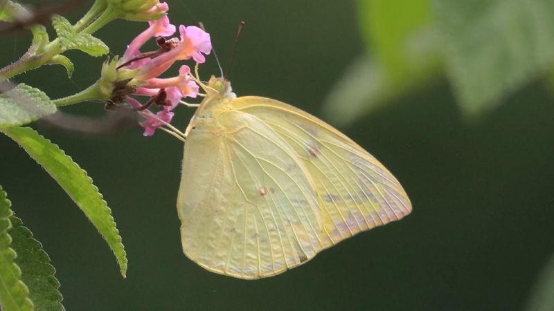 The lemon emigrant (Catopsilia pomona), one of the butterflies the researchers studied (Image Credits: Prof Krushnamegh Kunte) To move or not to move: It’s a million-dollar question for the butterflies
