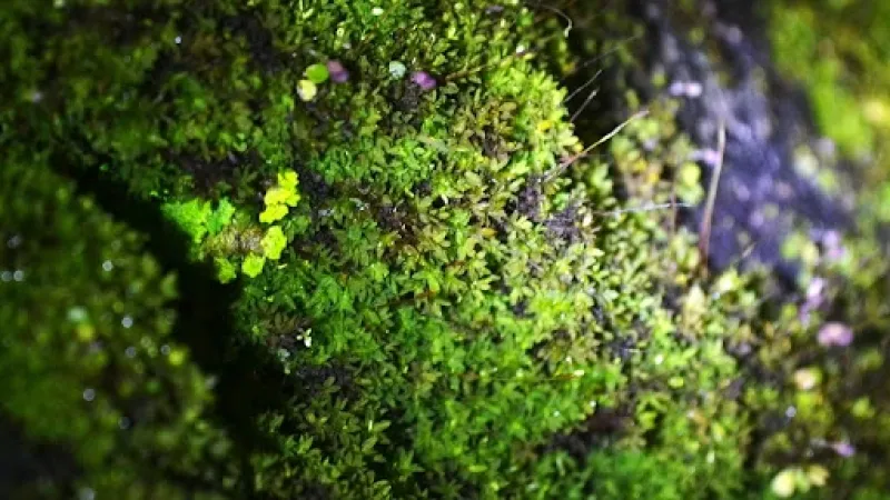 Lichens as Barometers of a Changing Climate in the Himalayas Lichens as Barometers of a Changing Climate in the Himalayas