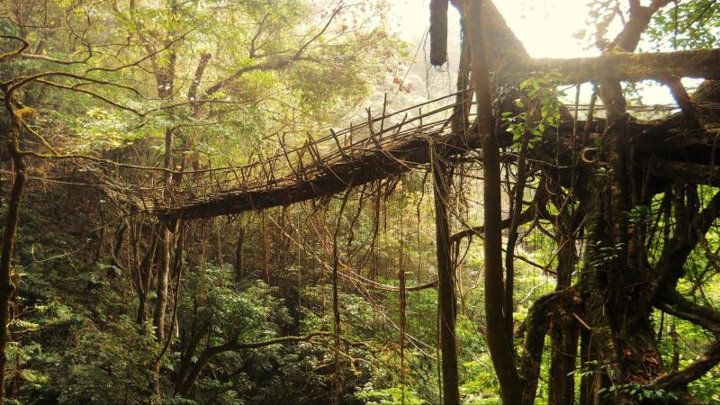One of the many living root bridges of Meghalaya [Image credits - By Anselmrogers - Own work, CC BY-SA 4.0 What cues do the root bridges of Meghalaya hold for futuristic architecture?