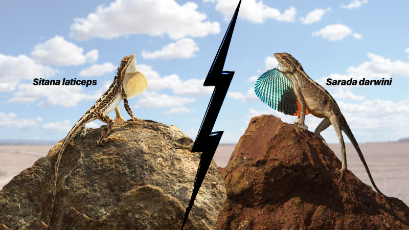 The fan-throated lizards: L- Sitana laticeps R - Sarada darwini (photos by Swapnil Pawar ) Friend or foe? Study shows fan-throated lizards could be evolving novel behaviours to avoid a brawl