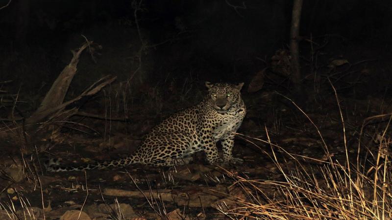 Leopard in Gir Forest. A. J. T. Johnsingh, WWF-India and NCF - Wikimedia Commons, CC-BY-SA 4.0 In Gir, not sharing is caring for the lions and leopards