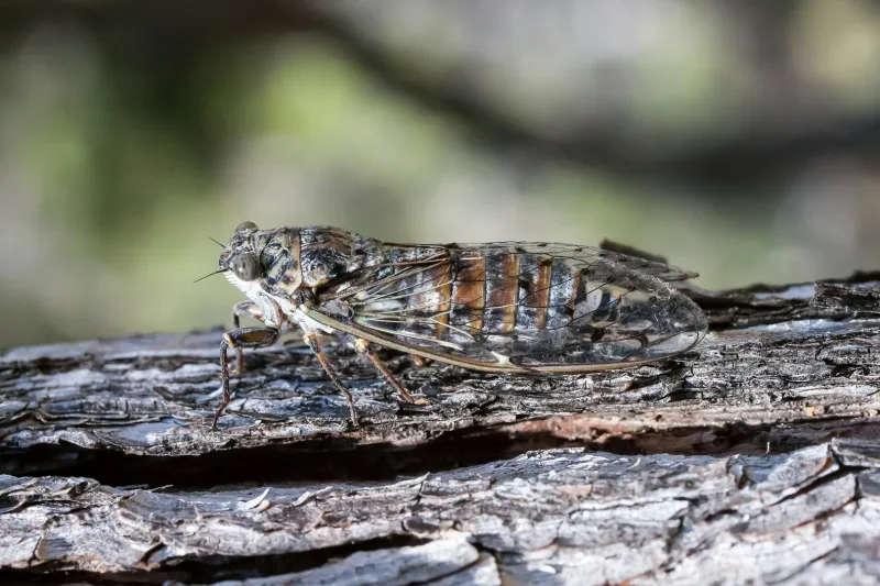 Photo credits: Unsplash The Dawn Chorus: How Cicadas Make a Collective Decision to Sing