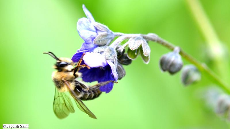 New species of bee Melitta indica discovered in Uttarakhand, India