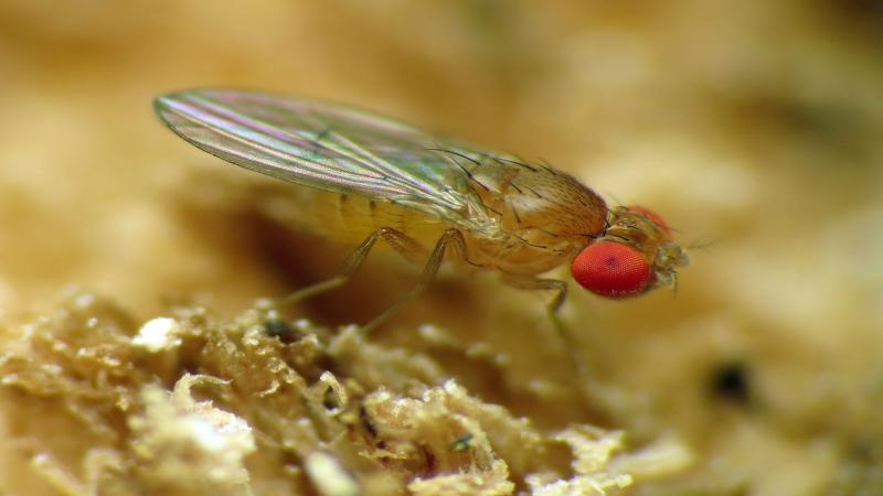 Drosophila melanogaster | Credits - Katja Schulz, Wikimedia Commons CC BY 2.0 Studying fruit flies: A sneak peek into their lives in the lab