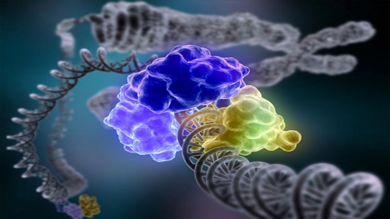 The vital role of Plasmodium’s molecular scissors in its cellular function