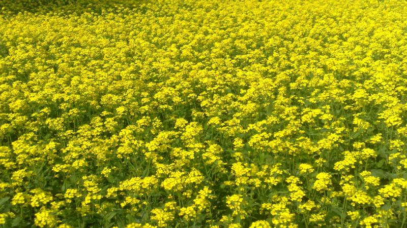 Image credits: By Hopeoflight - Own work, CC BY-SA 3.0 -Wikimedia Commons Chickpea’s trick can help mustard fight fungi