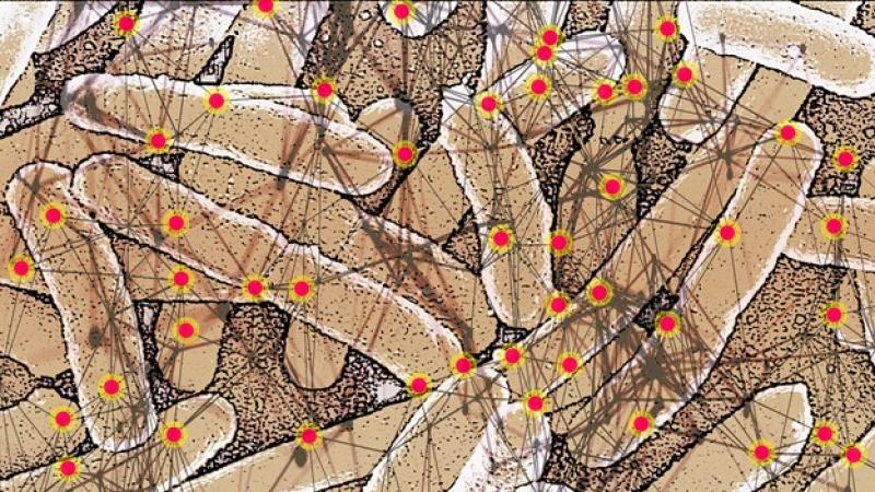 Mathematics answers the biological question of which proteins participate in the mutation of bacteria Mathematics answers the biological question of which proteins participate in the mutation of bacteria