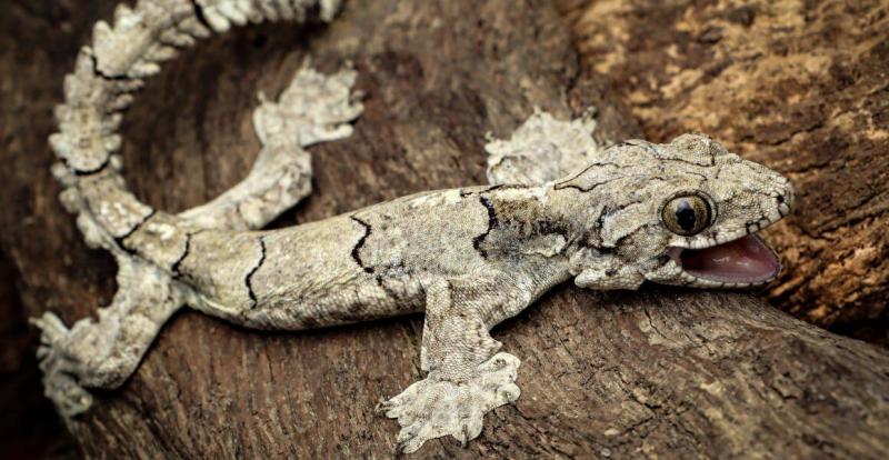 New species of flying gecko discovered in Mizoram. Photo credit: Lal Muansanga New species of flying gecko discovered in Mizoram