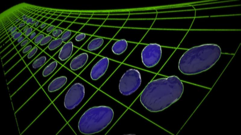 Image Credits - Sreenath Balakrishnan When mechanics comes to the rescue of biology