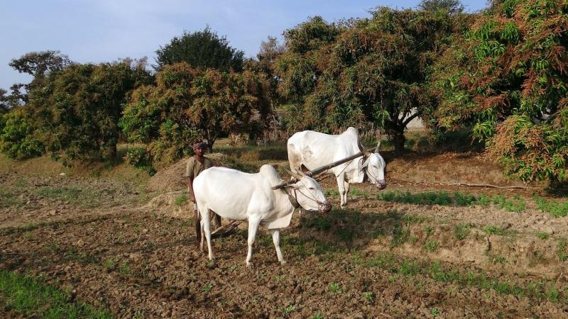 IIT Kanpur researchers develop a cost-effective, natural bio-fertiliser IIT Kanpur researchers develop a cost-effective, natural bio-fertiliser