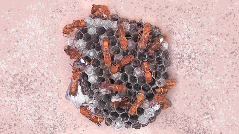 A colony of the tropical paper wasp Ropalidia marginata with a few individuals uniquely colour coded for identification (picture credit Nitika Sharma) A colony of the tropical paper wasp Ropalidia marginata with a few individuals uniquely colour coded for identification (picture credit Nitika Sharma)