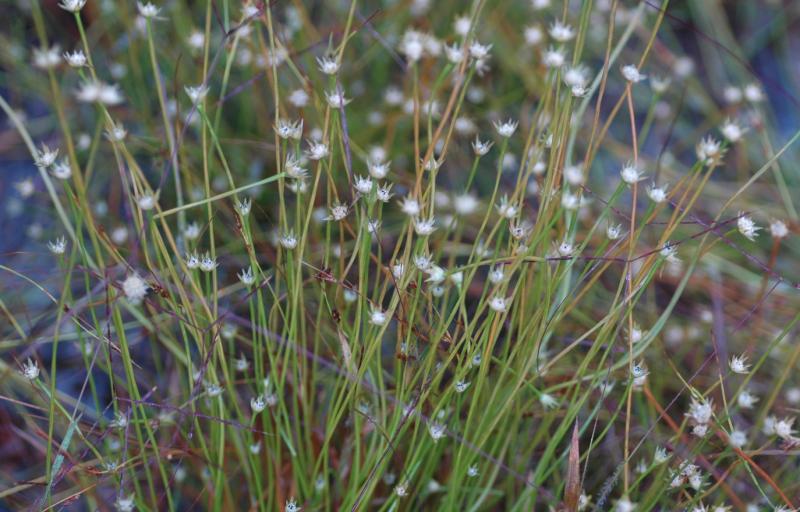 Eriocaulon decemflorum. Credits - Mr Difei Wu Scientists investigate the taxonomy and evolution of pipeworts