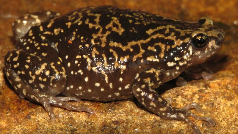 Photo : Uperodon variegatus by Seshadri K S Photo : Uperodon variegatus by Seshadri K S