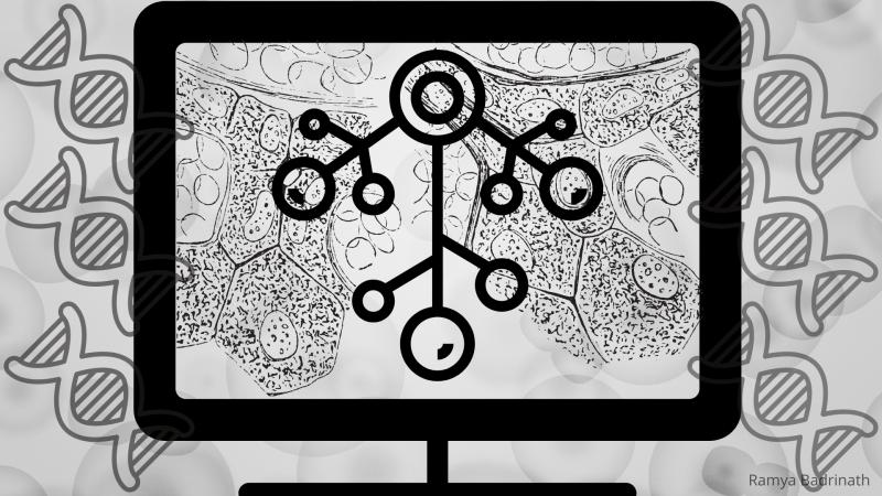 Image for representation purpose only. Credits - Ramya Badrinath A Novel Approach to Tracking Cellular Ancestry, Computationally